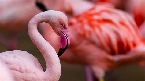 Flamingo Wildlife Habitat | Las Vegas | Family Attraction