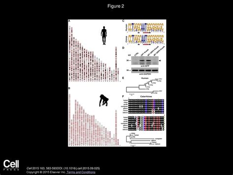 Volume 163, Issue 3, Pages (October 2015) - ppt download