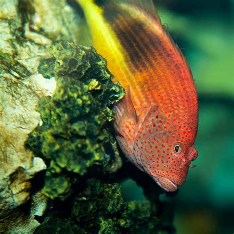 Arc-Eye Hawkfish - Georgia Aquarium