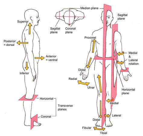 All Description of the human body are based on the assumption that a person is standing erect ...