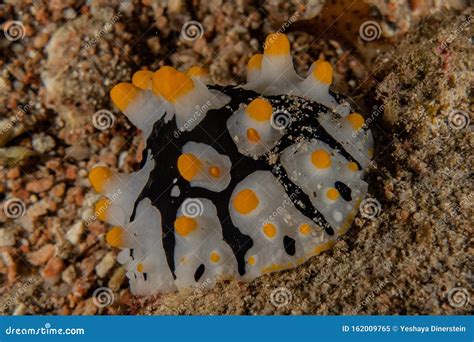 Sea slug in the Red Sea stock image. Image of israeln - 162009765