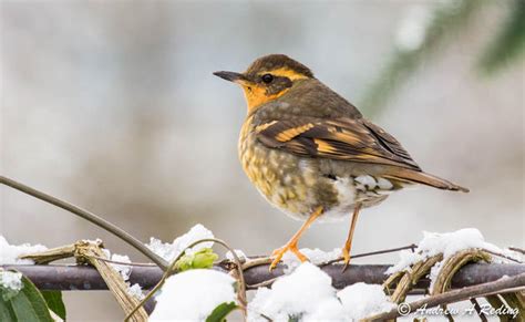 Washington State Bird | Audubon Washington