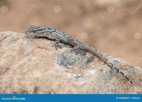 Tarentola mauritanica stock image. Image of scales, juvenile - 26080045