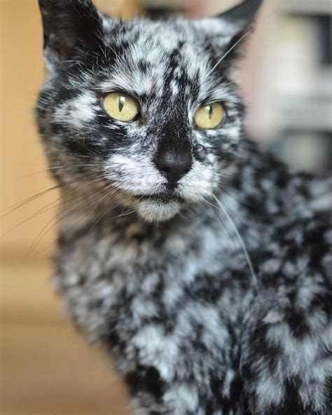 Meet Scrappy, The 19-Year-Old Black Cat Who Grew A Unique Marble Fur ...