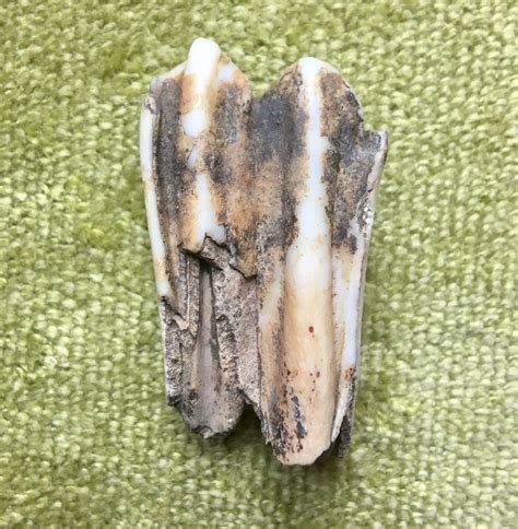 ID please on this mammal tooth - Fossil ID - The Fossil Forum