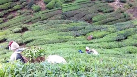 Tea Leaf Harvesting - YouTube