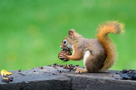 5K free download | brown squirrel eating nuts, HD wallpaper | Peakpx