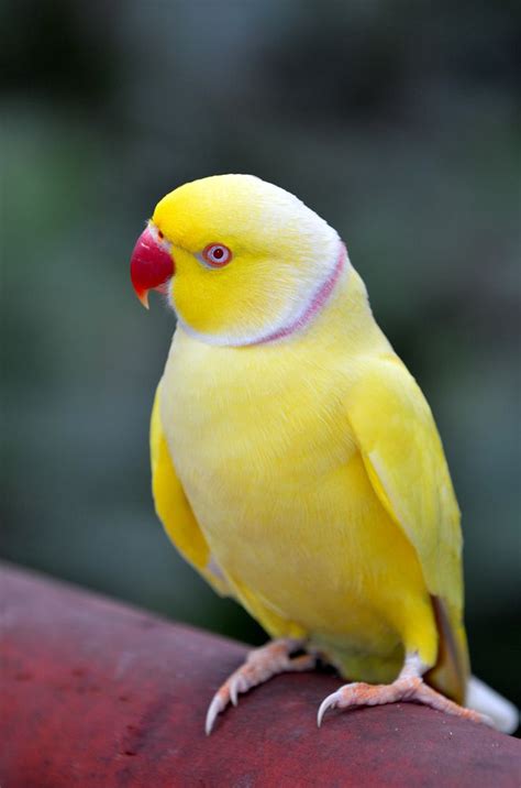 Beautiful Yellow mutation of Rose-ringed parakeet | Pet birds, Pretty ...