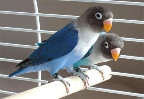 Berbagai Jenis Lovebird Pastel Yang Harus Anda Ketahui