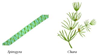 Biology –Kingdom Plantae and Animalia | askIITians