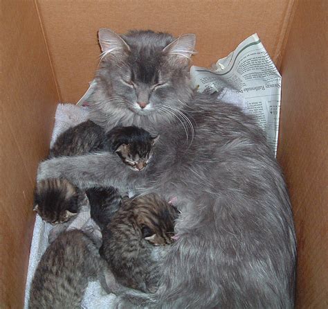 Sleeping Mom Cat and Kittens by Rhabwar-Troll-stock on DeviantArt