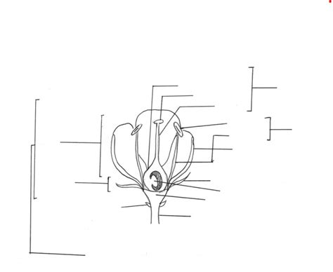 Lab 5-6 Diagram Flowering plants Diagram | Quizlet