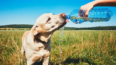 What are Some Reasons Why my Dog is Not Drinking Water? I Pettable I ...