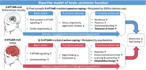 Serotonin and brain function: a tale of two receptors - RL Carhart-Harris, DJ Nutt, 2017