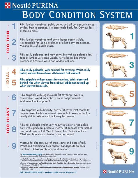 Fit or Fat: Your Pet's Body Condition Score (BCS)