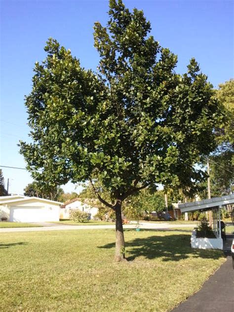 Growing Jackfruit in Florida | The Survival Gardener