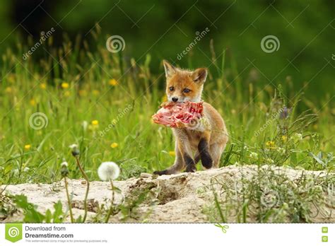 Fox cub eating meat stock photo. Image of nest, adorable - 72104730