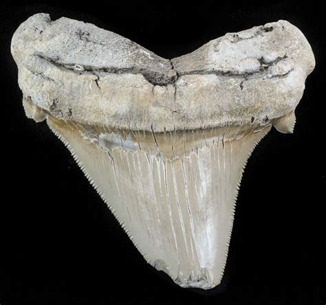 3.5" Fossil Angustidens Shark Tooth - Megalodon Ancestor For Sale (#46861) - FossilEra.com