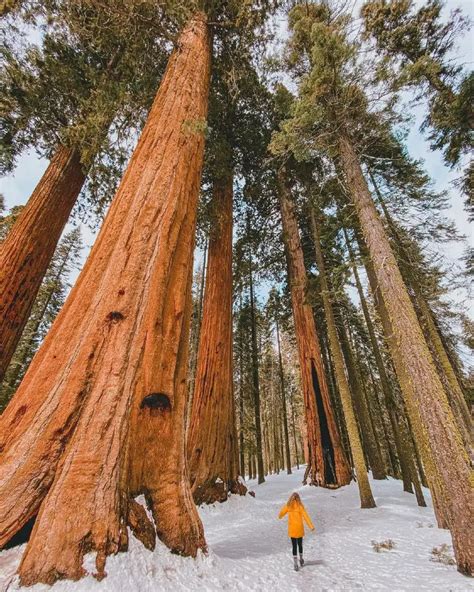 Sequoia National Park (California) - Travel Guide for Winter