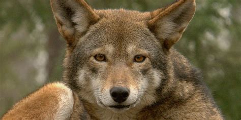 Hope for Animals: Don't Let the Last Howls of Red Wolves Go Unnoticed