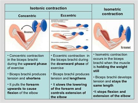 Types of muscle contractions | Eccentric contraction, Isometric ...