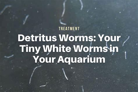 Detritus Worms: Your Tiny White Worms in Your Aquarium - The Aqua Advisor