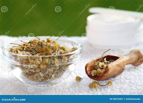 Chamomile cream stock image. Image of natural, health - 56876287