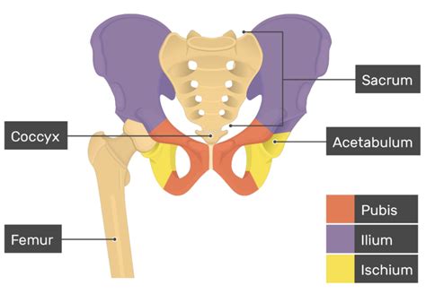 Hip Bone Diagram Labeled