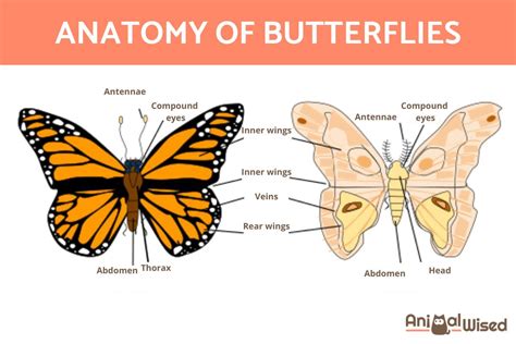 Anatomy Of Butterfly Wings | Sexiz Pix