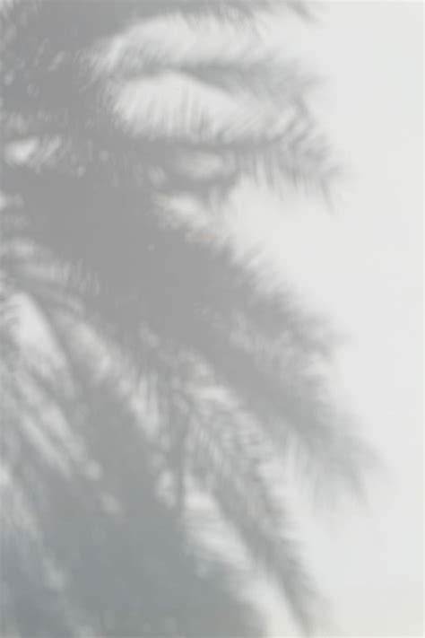 HD wallpaper: palm tree, silhouette of palm tree, shadow, light, leaf ...