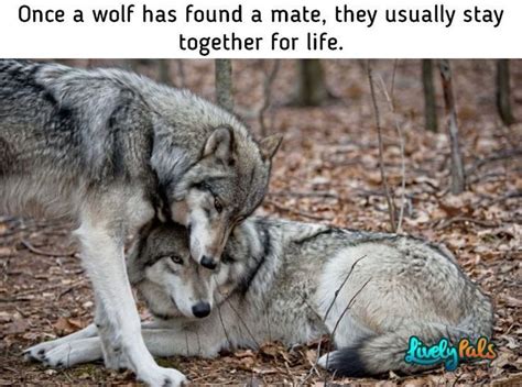 10 Interesting Fun Facts About Wolves You Probably Didn't Know Before | | Fun facts about wolves ...