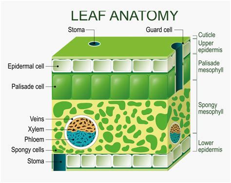 Transparent Chloroplast Png - Diagram Of A Leaf Structure, Png Download ...