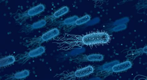 Respiración anaerobia: qué es, características, ejemplos, tipos