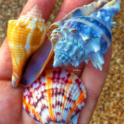 Sanibel seashells #sanibelstar #islandgirl #seashells | Seashells ...