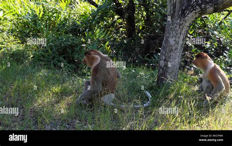 The proboscis monkey in Sabah.Borneo Stock Photo - Alamy