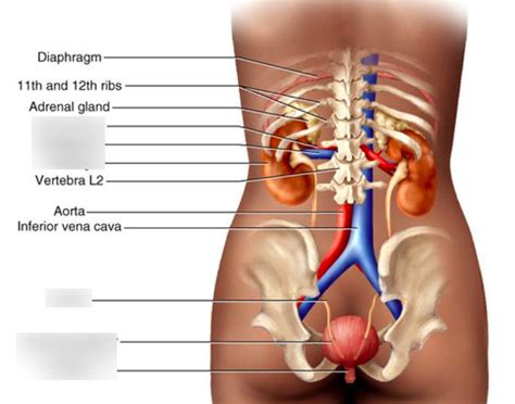 Kidney Location Diagram | Quizlet