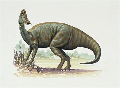 Jaxartosaurus Dinosaur Photograph by Deagostini/uig/science Photo Library