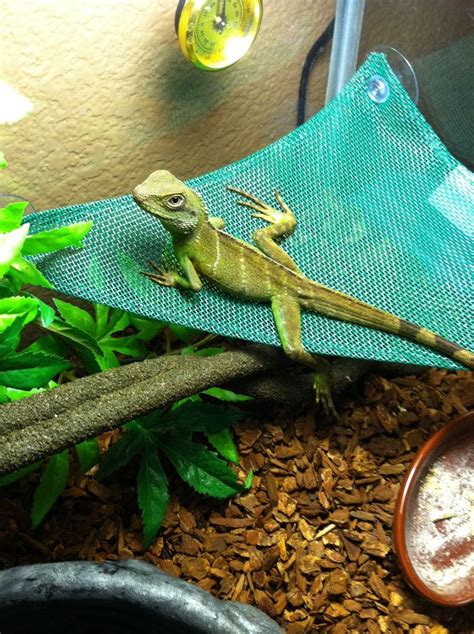 57 best images about Water Dragon habitats on Pinterest | Reptile tanks, Crested gecko and ...