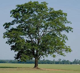 Texas Pecan Tree | plantsmartfrisco