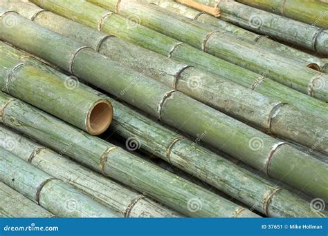 Cut Bamboo Stock Image - Image: 37651