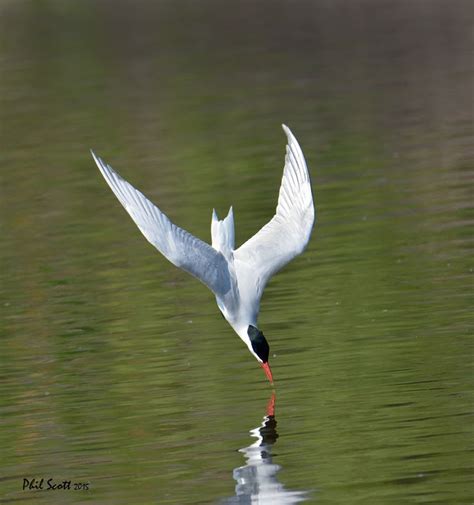 Common Tern Diving | Bird species, Diving, Birds