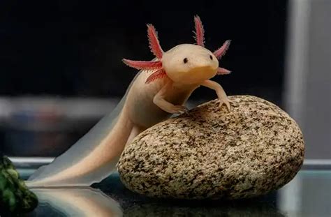 An Axolotl as a Pet - Avonturia