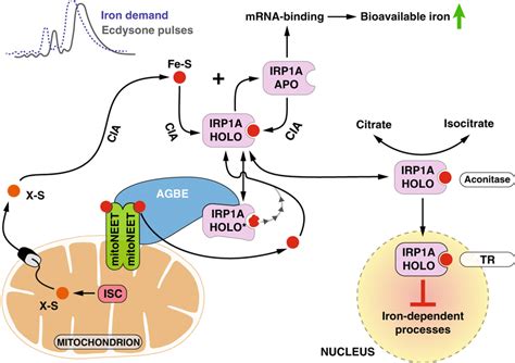 Model for AGBE-mitoNEET/Cisd2-IRP1A function in tissues with dynamic ...