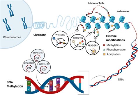 The epigenome. The epigenome comprises of chromatin, a... | Download Scientific Diagram