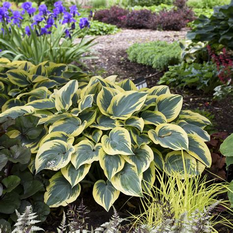 Hosta ‘Fire Island’ – Blue Sky Nursery