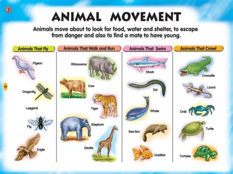 Animals movement