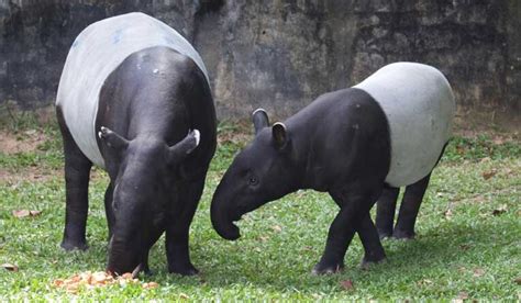 National animal of Belize | Interesting facts about Tapir