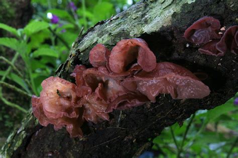 Auricularia sp. | caspar s | Flickr