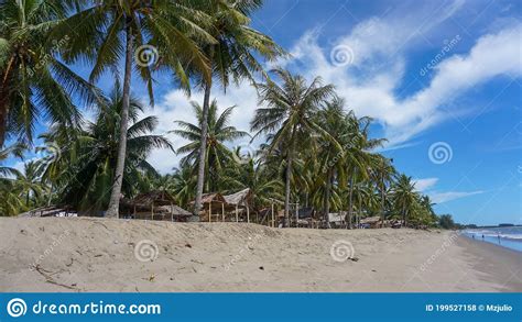 Coconut tree by the beach stock photo. Image of walkway - 199527158