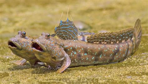 Fun Giant Mudskipper Facts For Kids | Kidadl